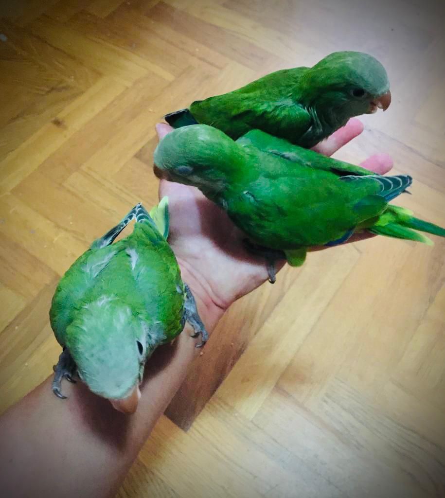 I pappagalli PET – Blog a cura di Maria Tommasi – gran galà di pappagalli